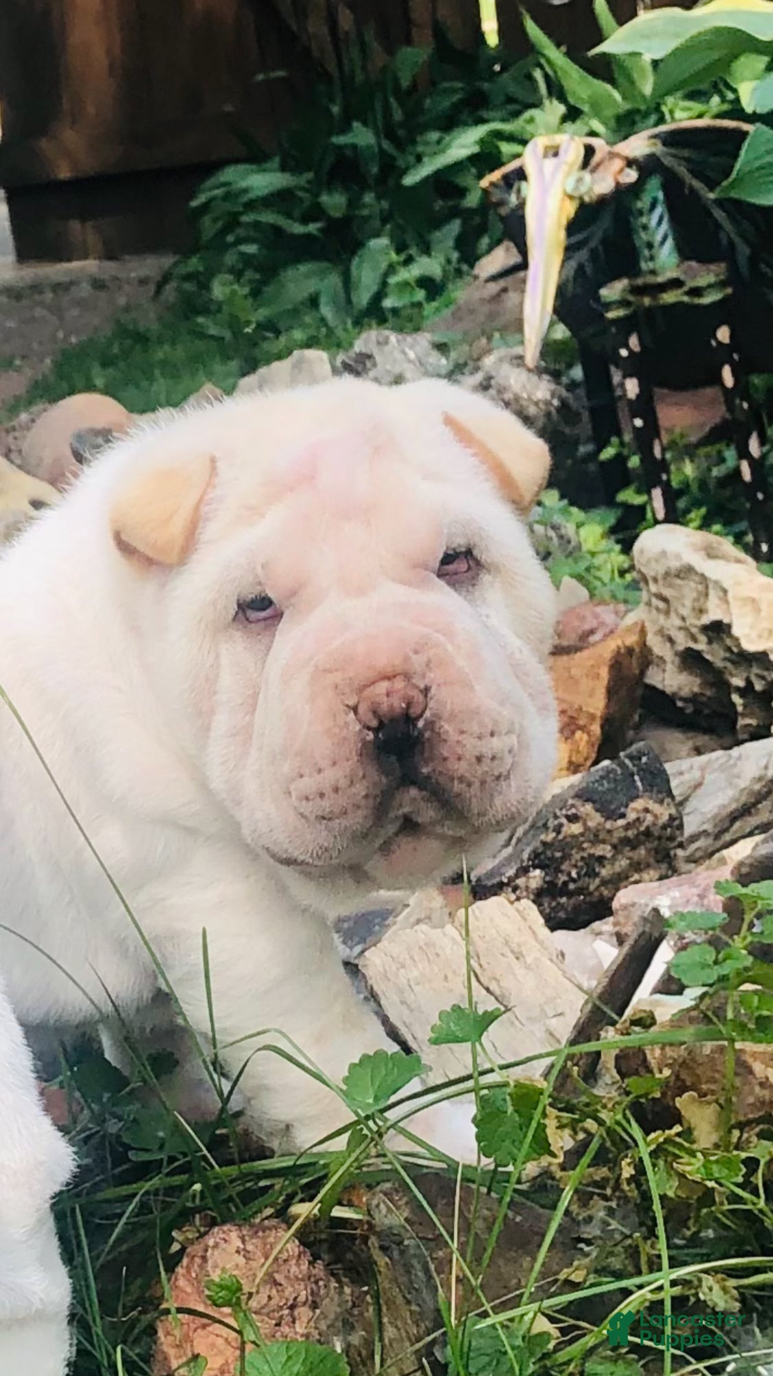 Shar Pei dogs Shar Pei Puppy 6 - Ad 5
