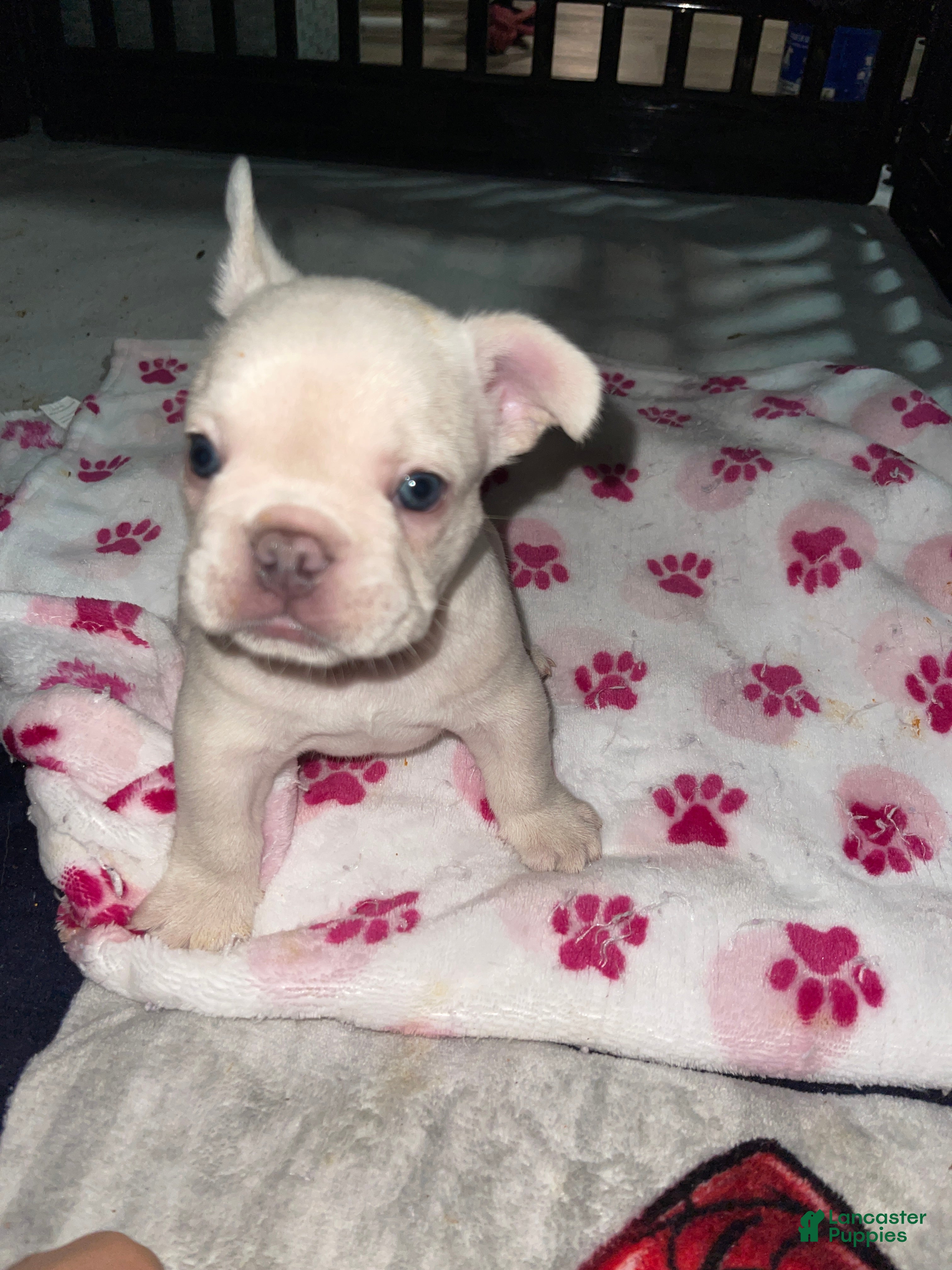 French Bulldog dogs Marshmallow - Ad 2