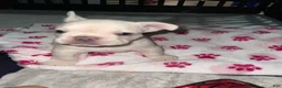 French Bulldog dogs for sale: Marshmallow - Ad 12