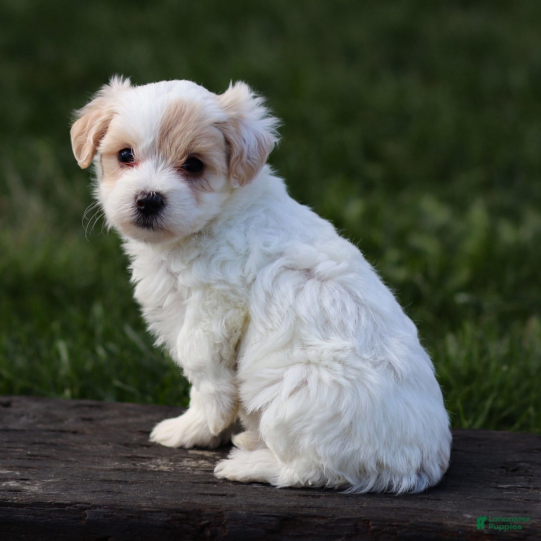 Maltipoo dogs for sale: Sabrina - Ad 5