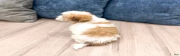 Havanese dogs for sale: Dewey - Ad 5