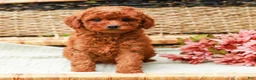 Miniature Labradoodle dogs for sale: Mango - Ad 2