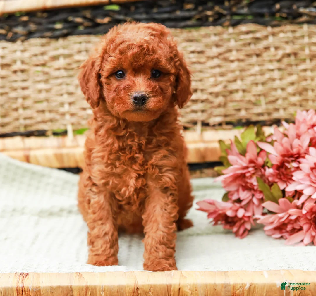 Miniature Labradoodle dogs for sale: Mango - Ad 2