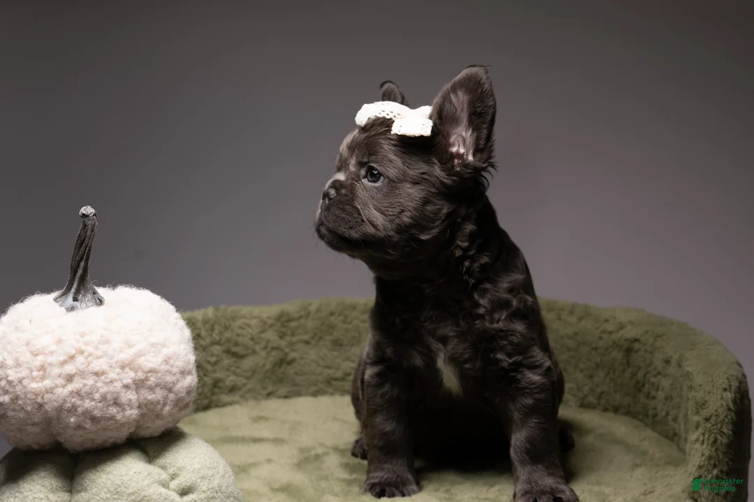 French Bulldog dogs for sale: MANGO - Ad 16