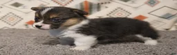 Welsh Corgi Pembroke dogs for sale: Maple - Ad 3