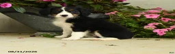 Mixed Breed dogs for sale: Koby - Ad 1