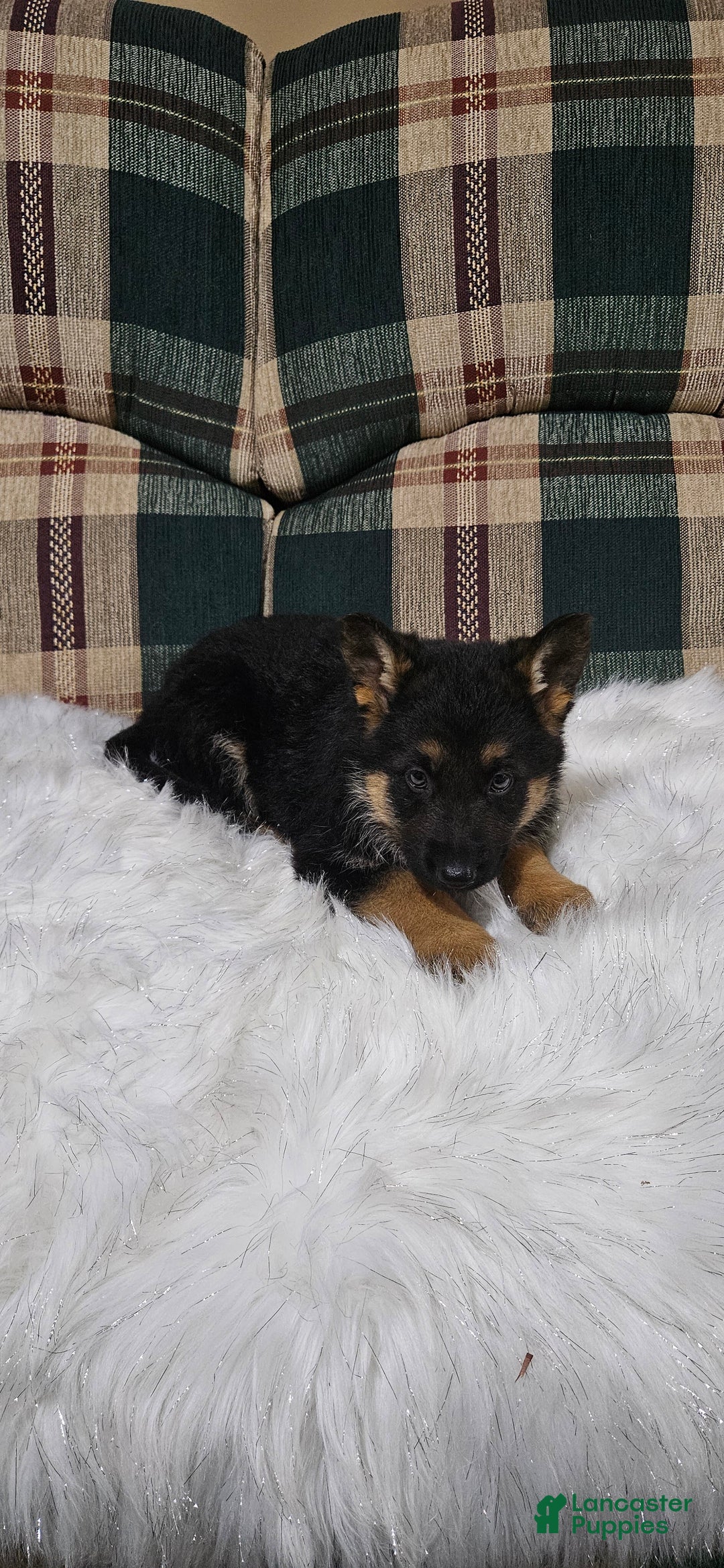 German Shepherd dogs for sale: Finn - Ad 6