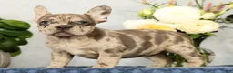 French Bulldog dogs for sale: Pamela - Ad 4
