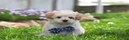 Maltipoo dogs for sale: Finn - Ad 6
