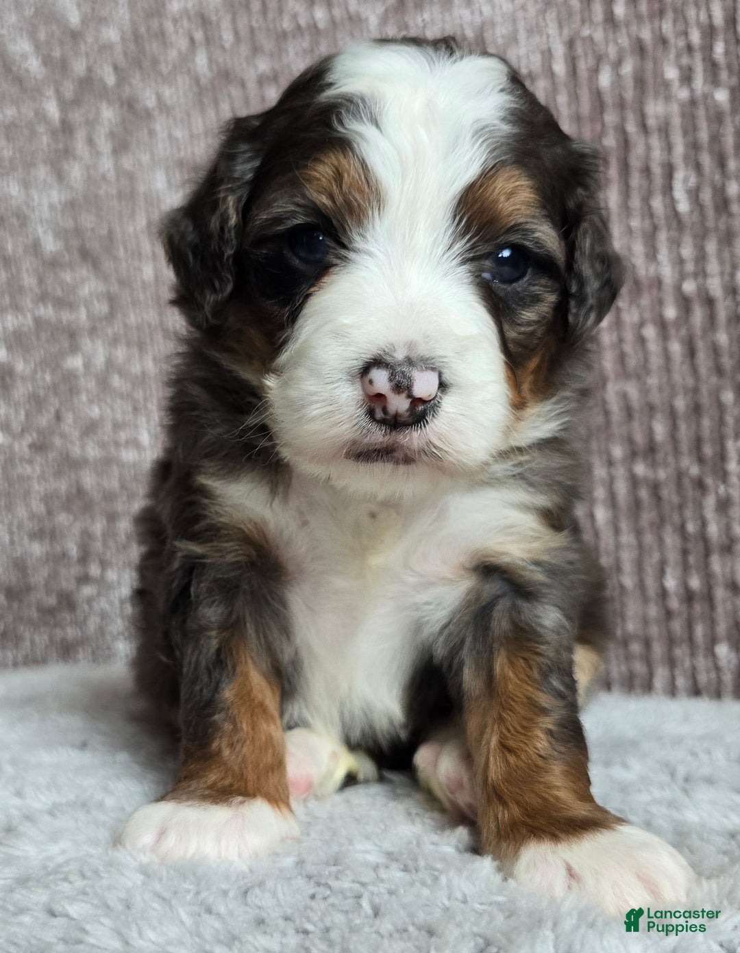 Mini Bernedoodle dogs for sale: Mini Izzy - Ad 1