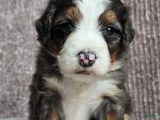 Mini Bernedoodle dogs Mini Izzy - Ad 7