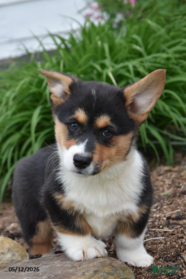 Welsh Corgi Pembroke dogs Mason - Ad 2