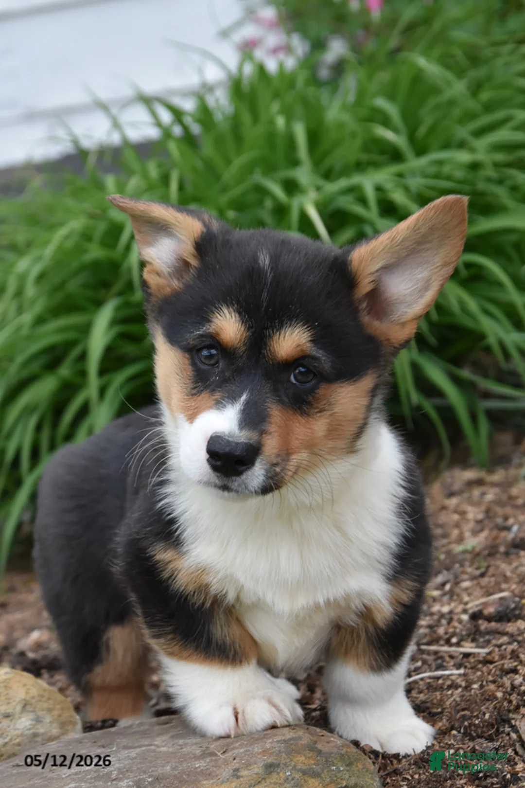 Welsh Corgi Pembroke dogs for sale: Mason - Ad 2