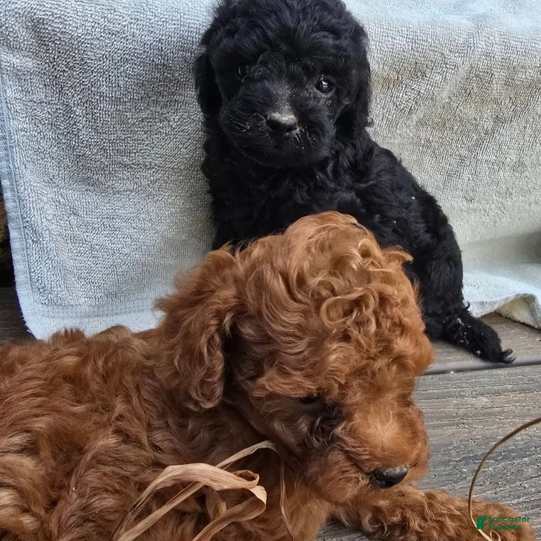 Toy Poodle dogs for sale: Gunner  - Ad 2