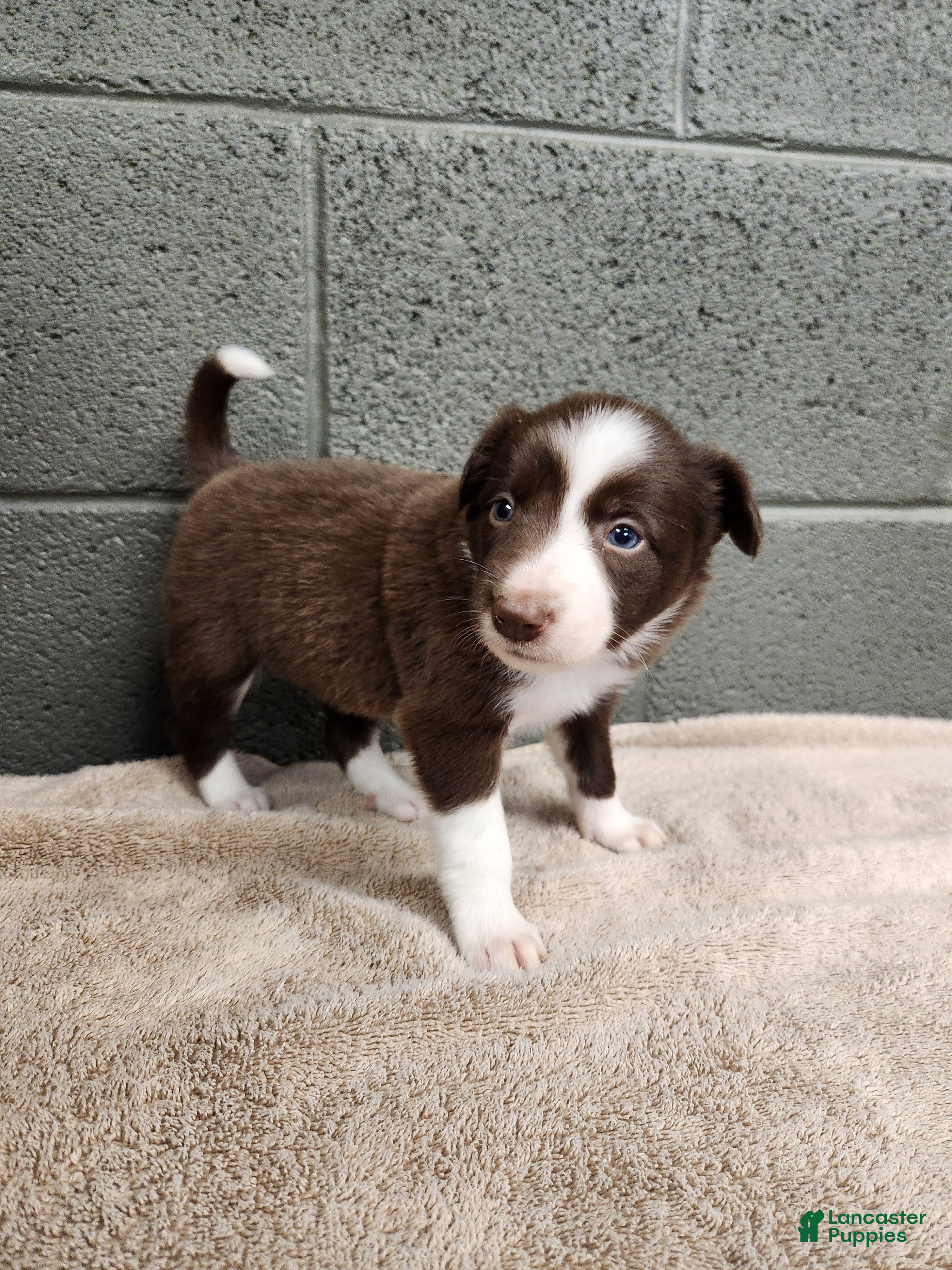Border Collie dogs Cocoa - Pure Breed Border Collie - Ad 2