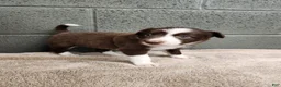 Border Collie dogs for sale: Cocoa - Pure Breed Border Collie - Ad 2