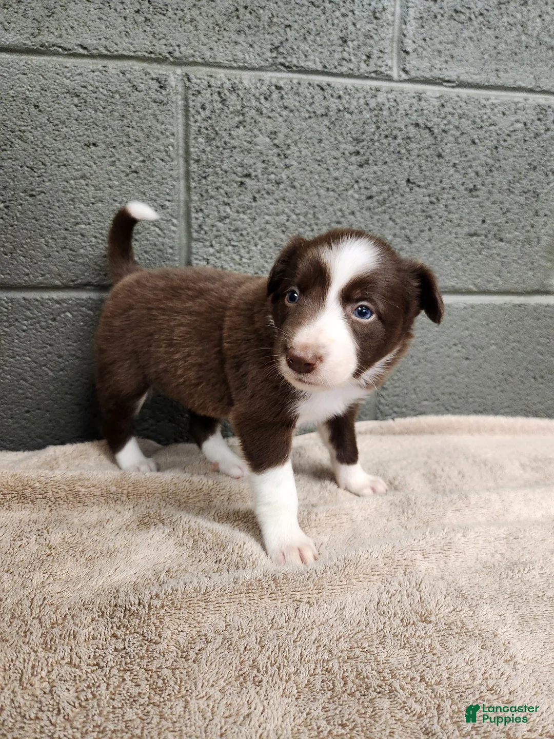 Border Collie dogs for sale: Cocoa - Pure Breed Border Collie - Ad 2