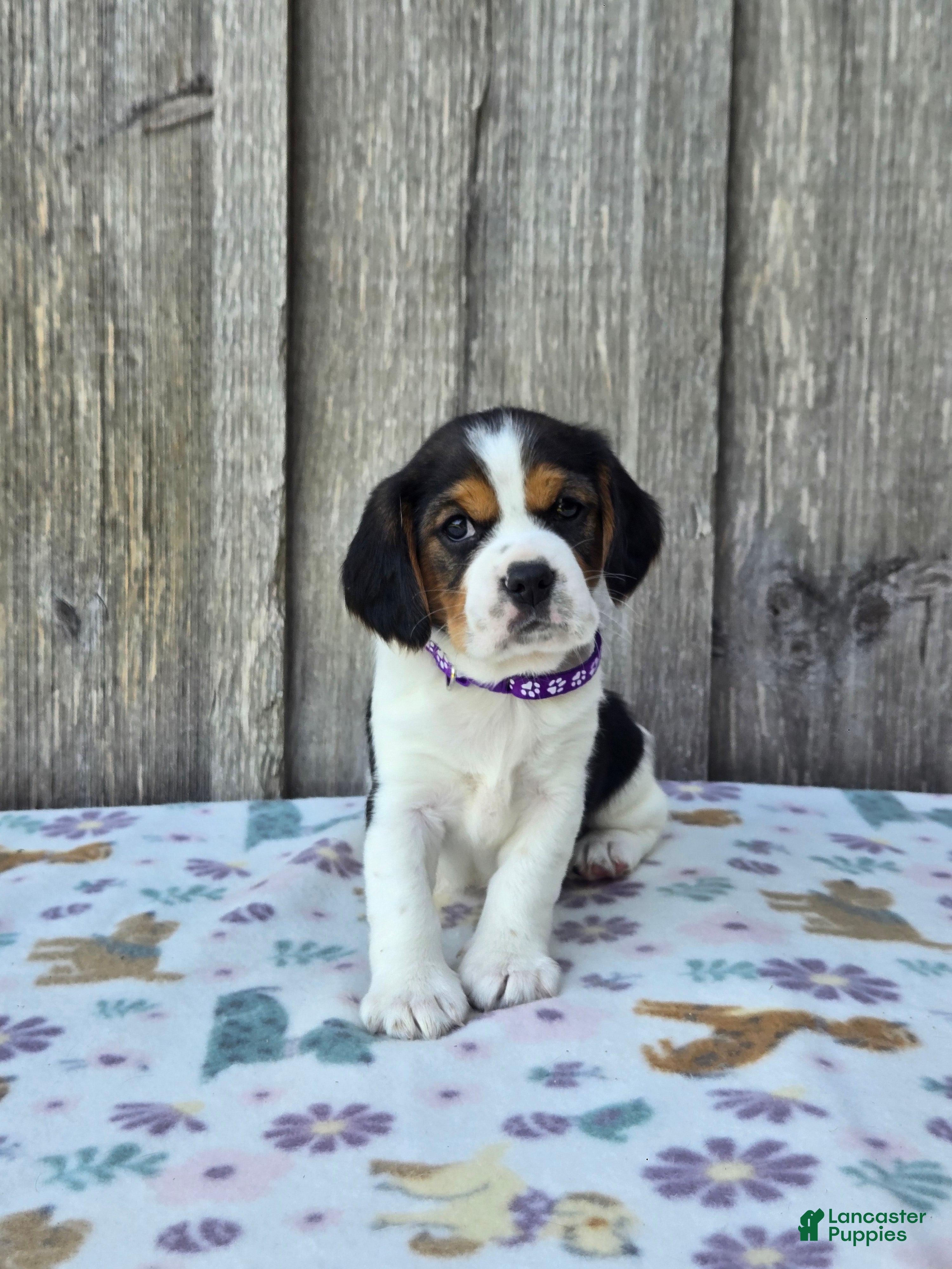 Beaglier dogs Bella - Ad 1