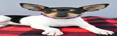 Dixie