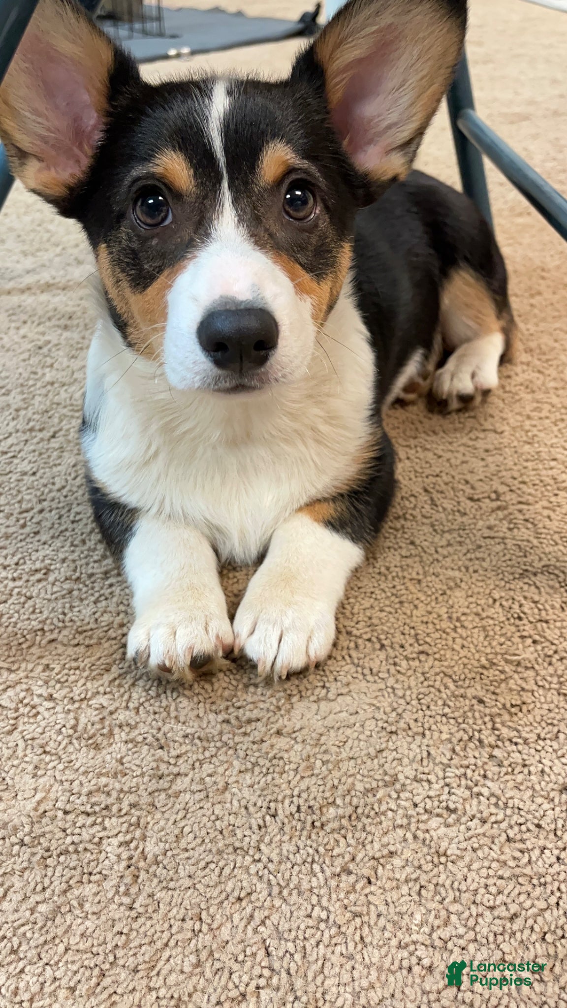 Welsh Corgi Pembroke dogs for sale: Welsh Corgi Pembroke Punkin - Ad 3