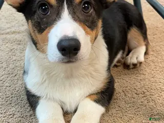 Welsh Corgi Pembroke dogs for sale: Welsh Corgi Pembroke Punkin - Ad 3