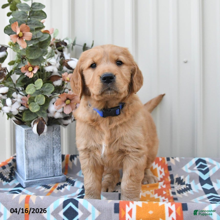 Golden Retriever dogs Goose - Ad 1