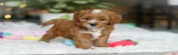 Cavapoo dogs for sale: Mable - Ad 2