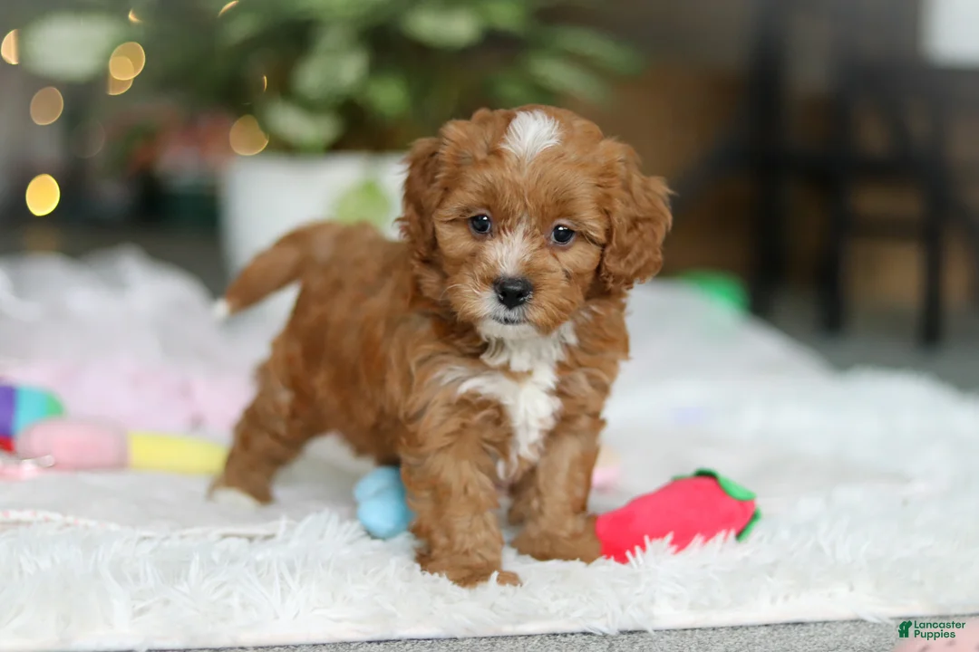 Cavapoo dogs for sale: Mable - Ad 2