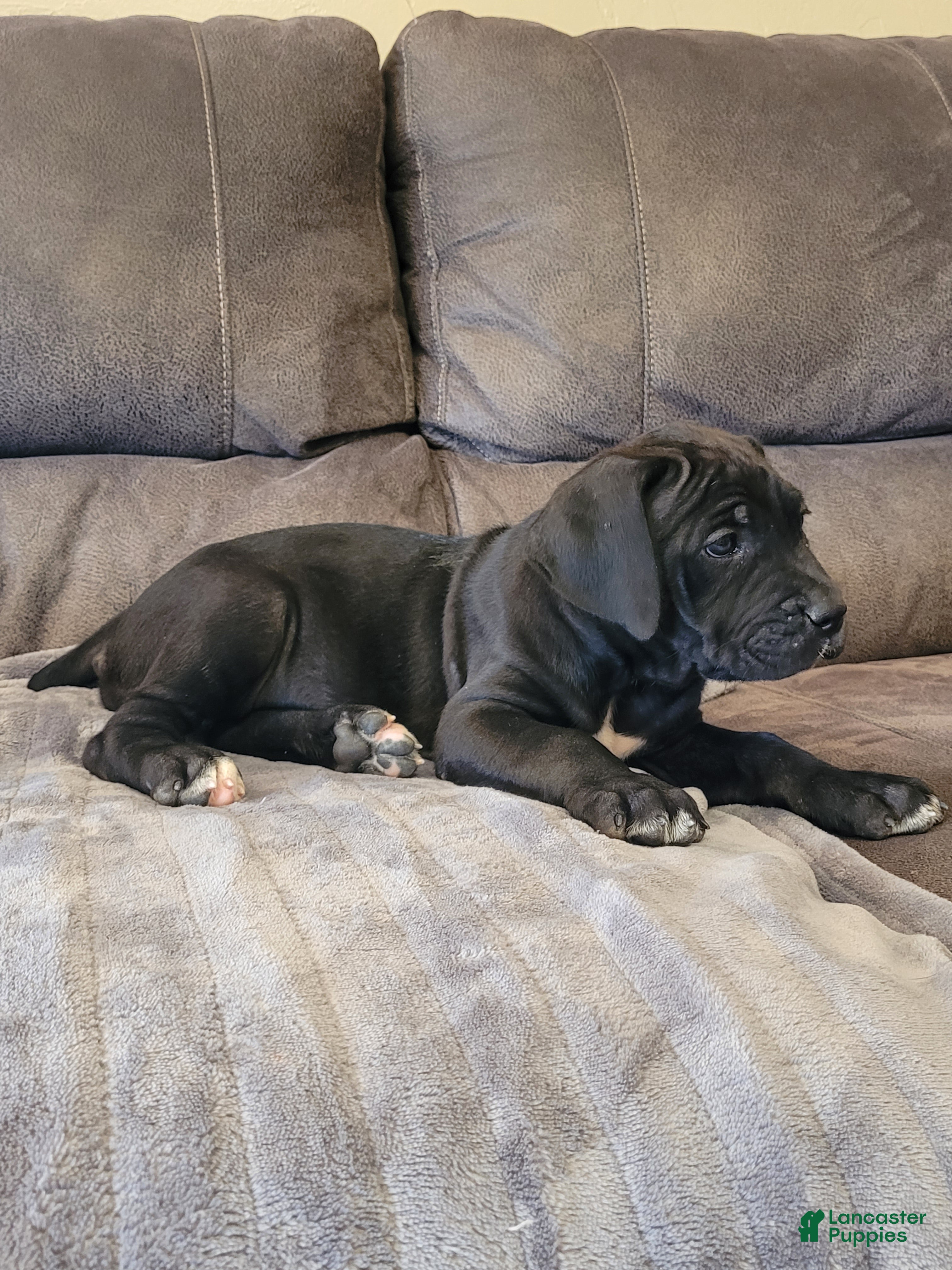 Cane Corso dogs Star - Ad 2
