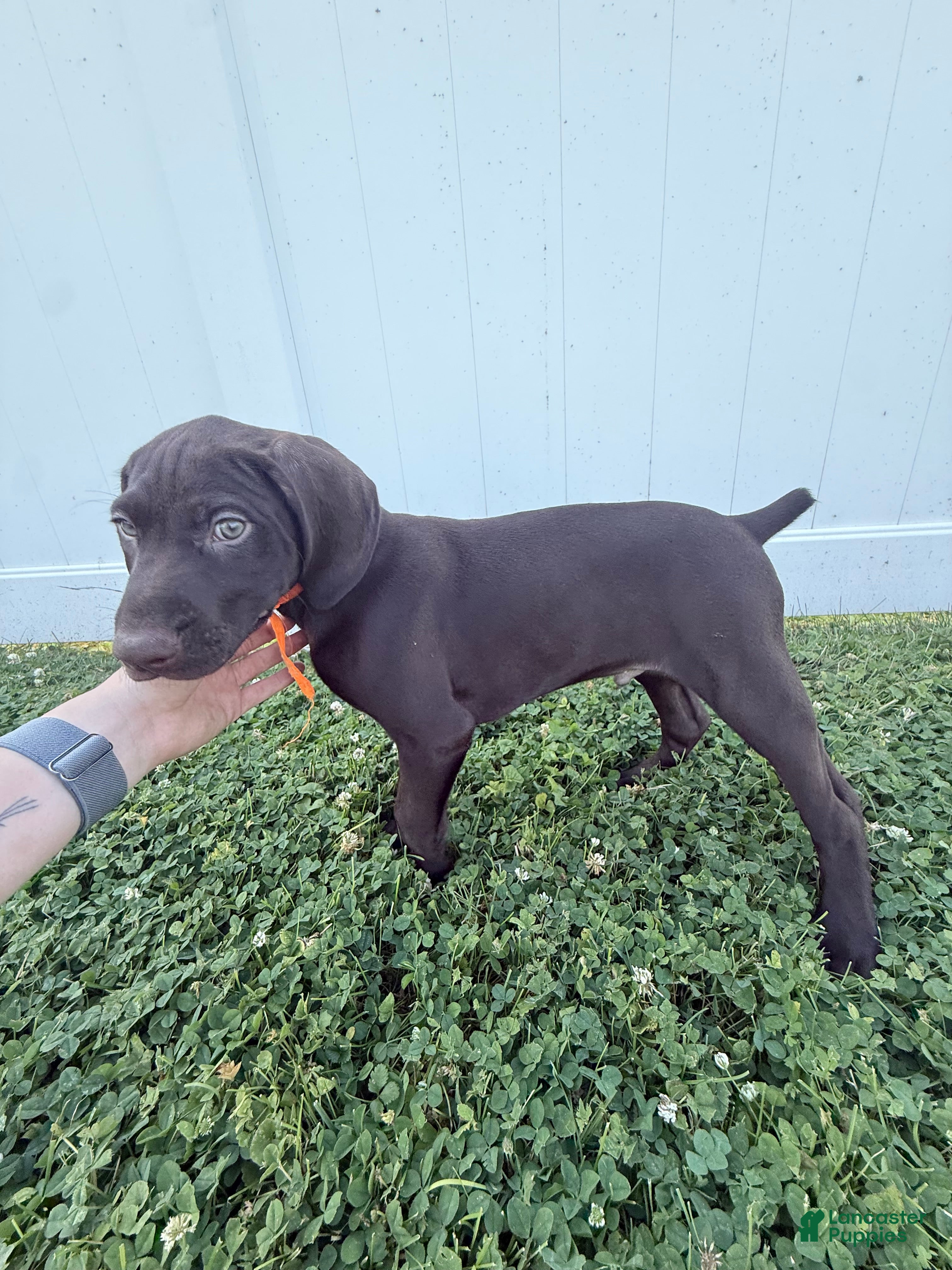 German Shorthaired Pointer dogs Remi - Ad 39
