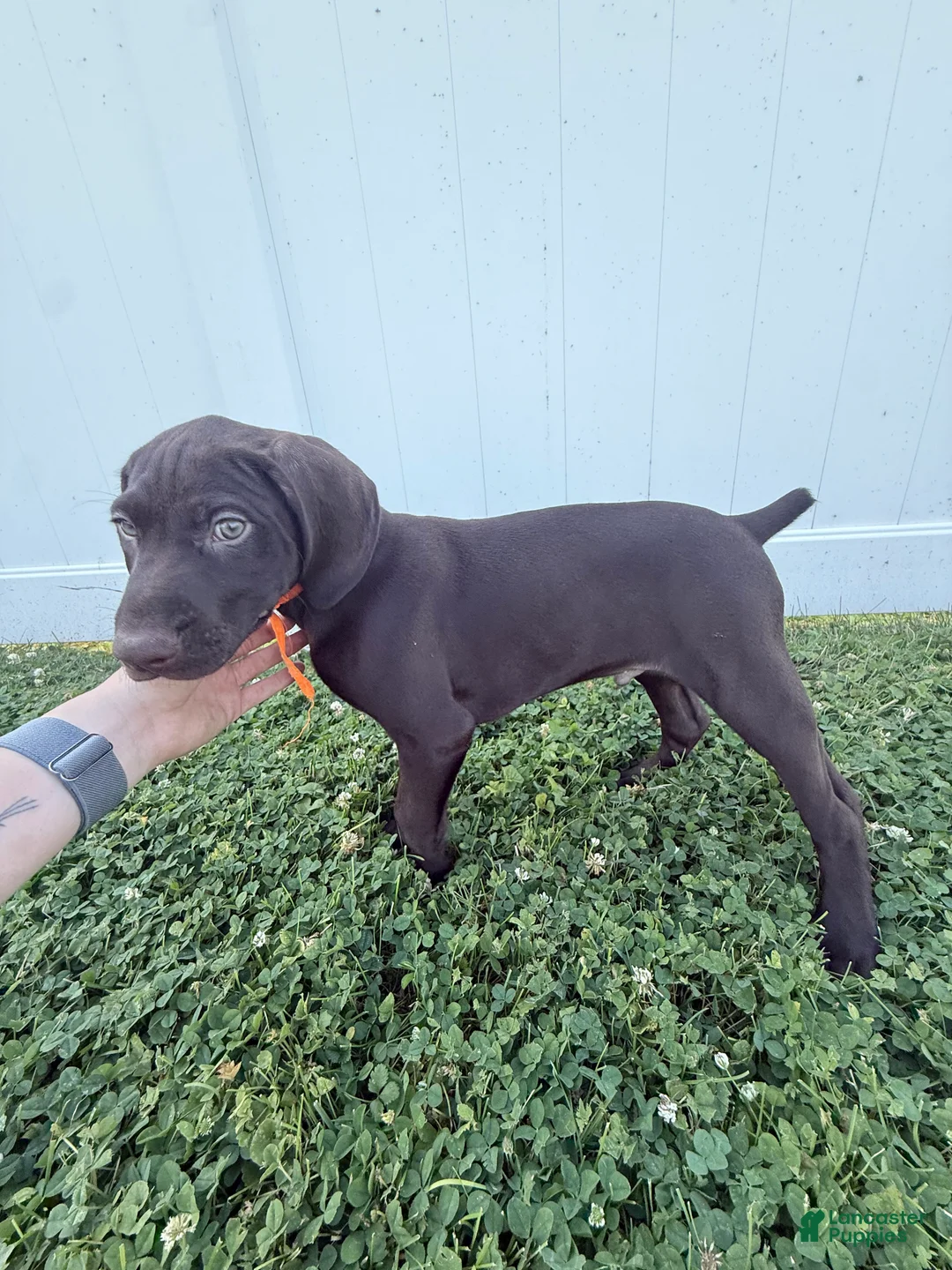 German Shorthaired Pointer dogs for sale: Remi - Ad 1
