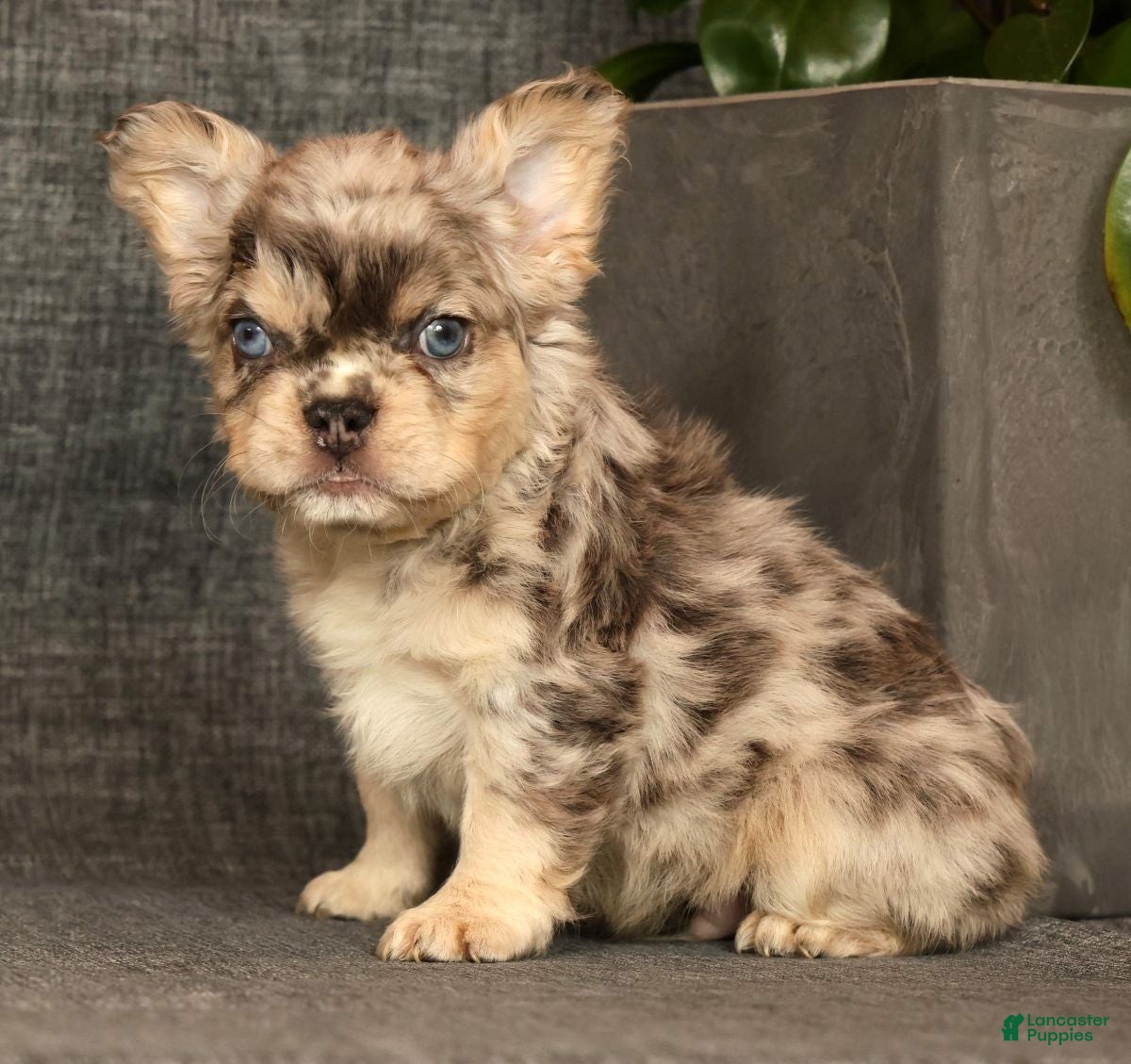 French Bulldog dogs for sale: Leo - Ad 31