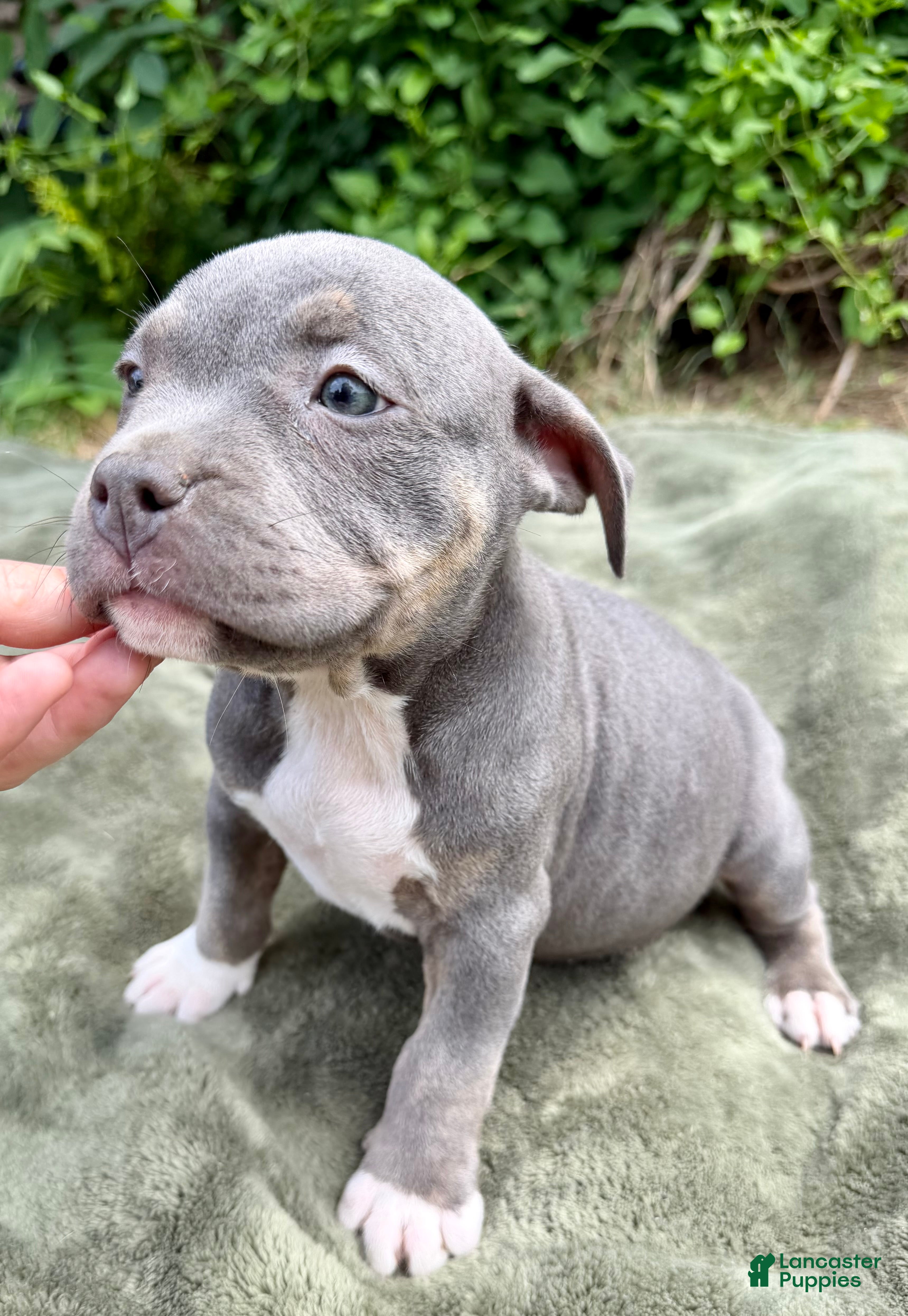 American Bully dogs Letty - Ad 2