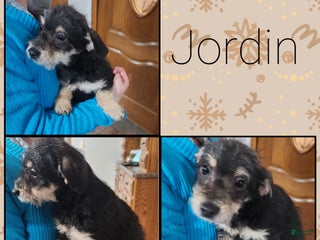 Chipoo dogs Jordin - Ad 4