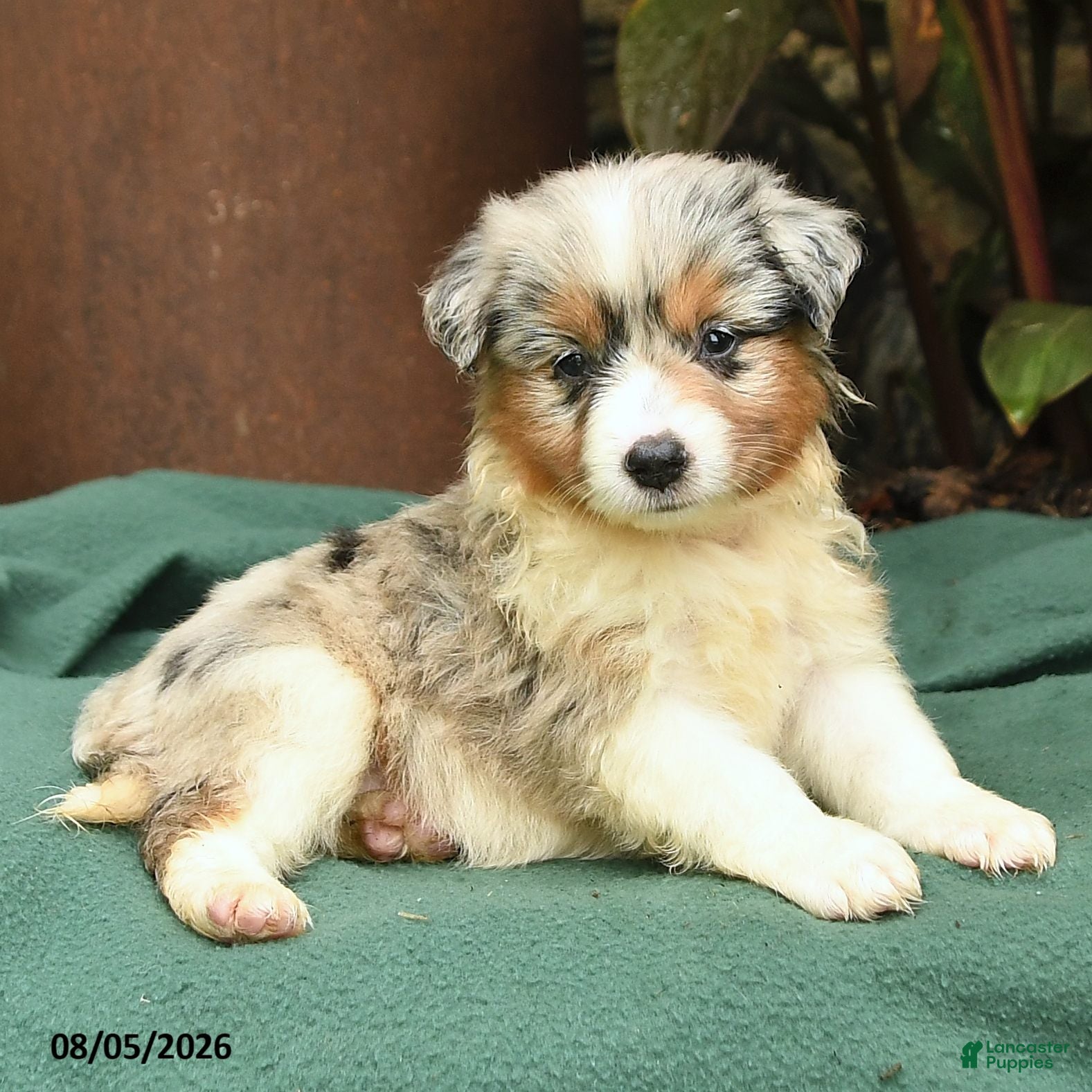 Miniature Australian Shepherd dogs Scharlot - Ad 2
