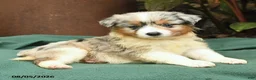 Miniature Australian Shepherd dogs for sale: Scharlot - Ad 2