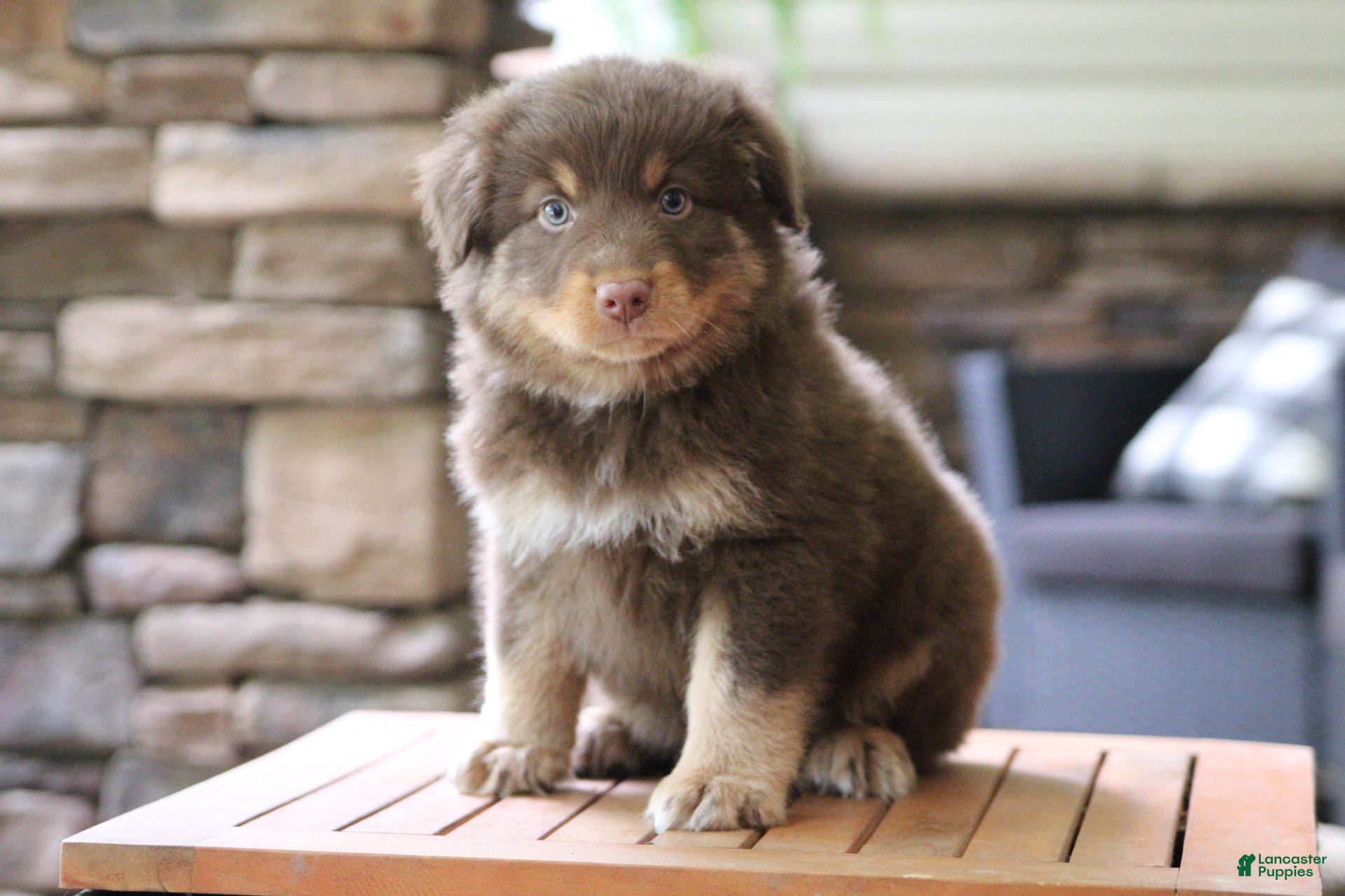 Australian Shepherd dogs Bear - Ad 1