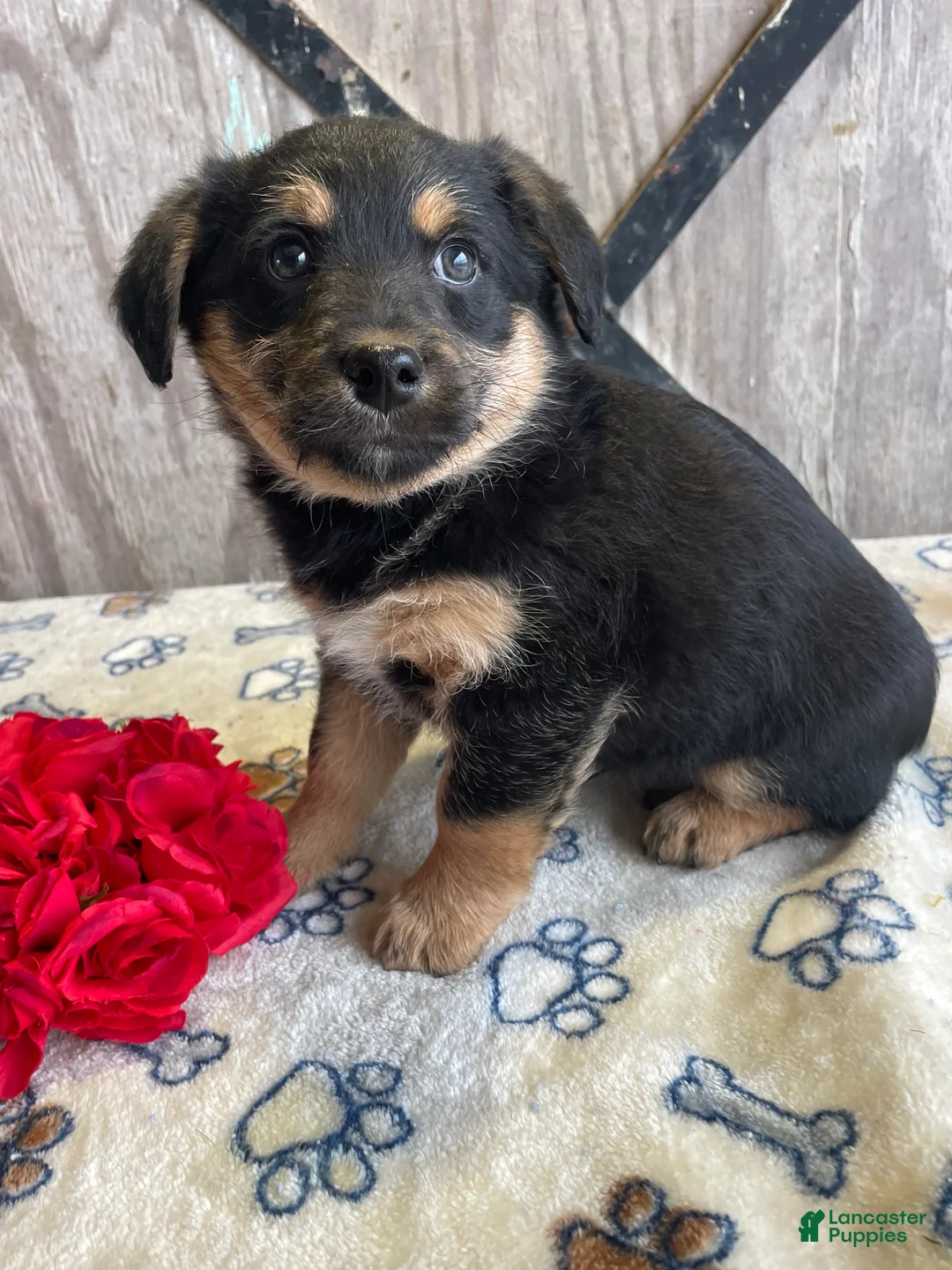 Corgipoo dogs for sale: Ernie - Ad 4