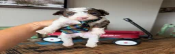 Miniature Poodle dogs for sale: Akc Clear 🧬 tested Blue Merle Phantom Parti boy - Ad 3