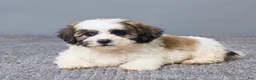 Teddy Bear dogs for sale: Leo - Ad 6