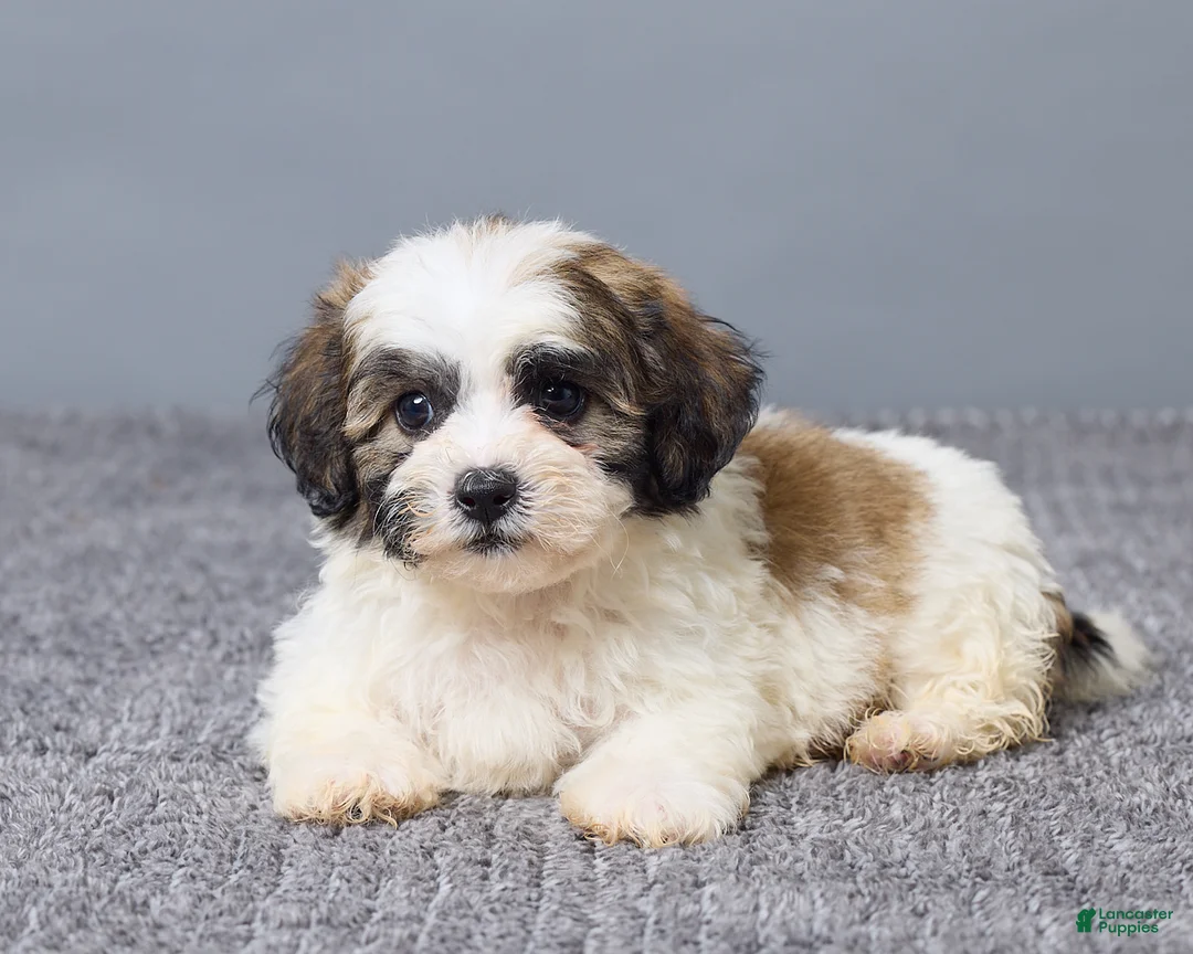 Teddy Bear dogs for sale: Leo - Ad 6