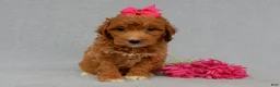 Mini Goldendoodle dogs for sale: Betsie - Ad 3