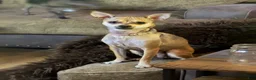 Chihuahua dogs for sale: Gizzi - Ad 4