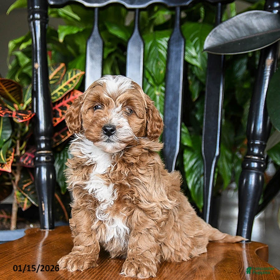Cavapoo dogs Blizzard - Ad 16