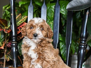 Cavapoo dogs Blizzard - Ad 32