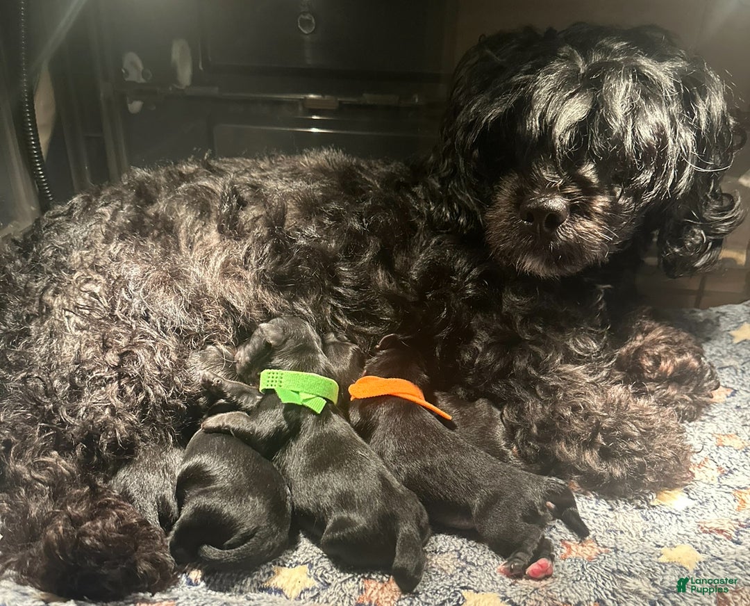 Mixed Breed dogs for sale: Mixed Breed Puppy 2 - Ad 2