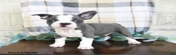 Frenchton dogs for sale: Junior - Ad 2