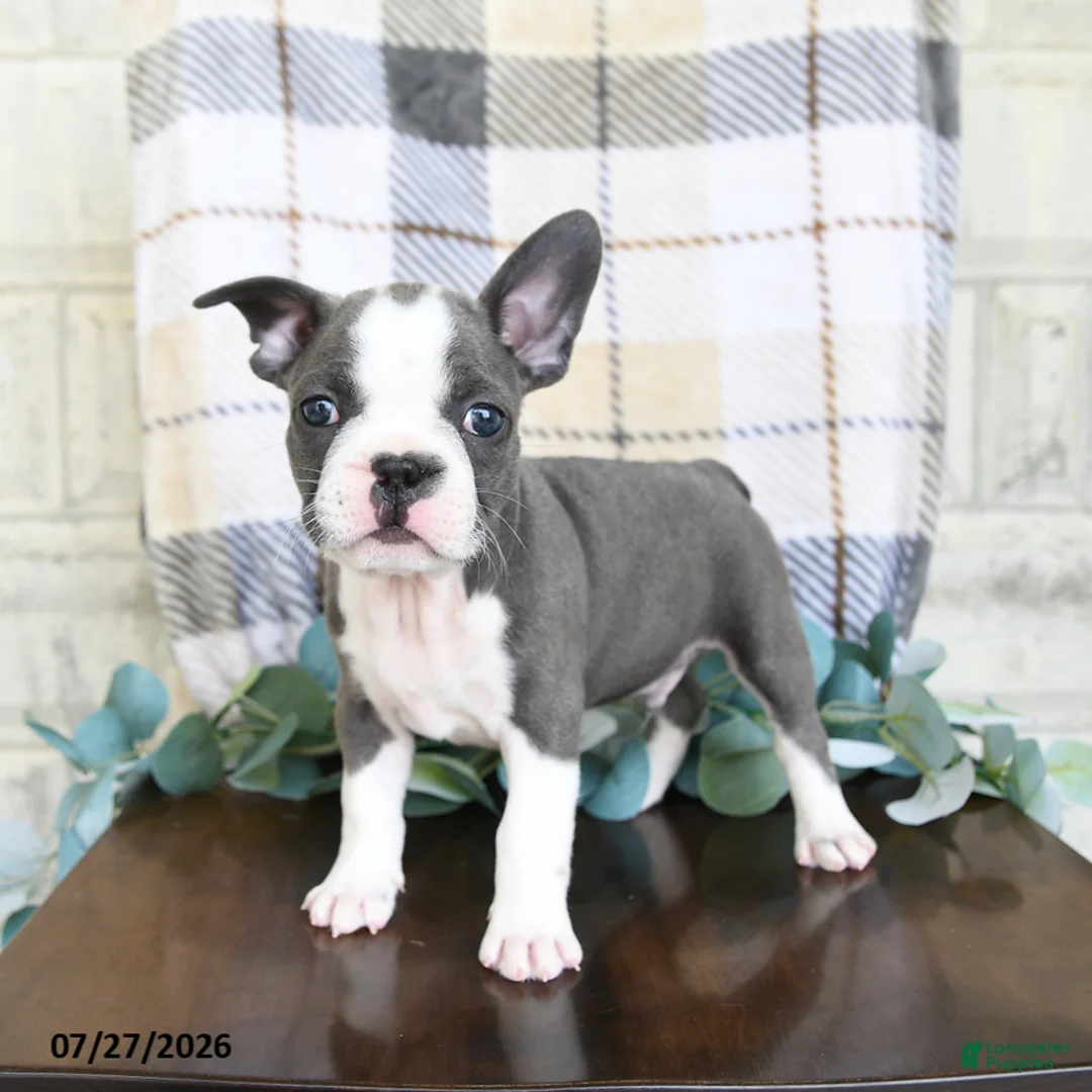 Frenchton dogs for sale: Junior - Ad 2