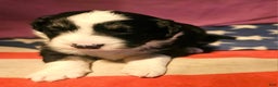 Border Collie dogs for sale: Elfrank - Ad 18