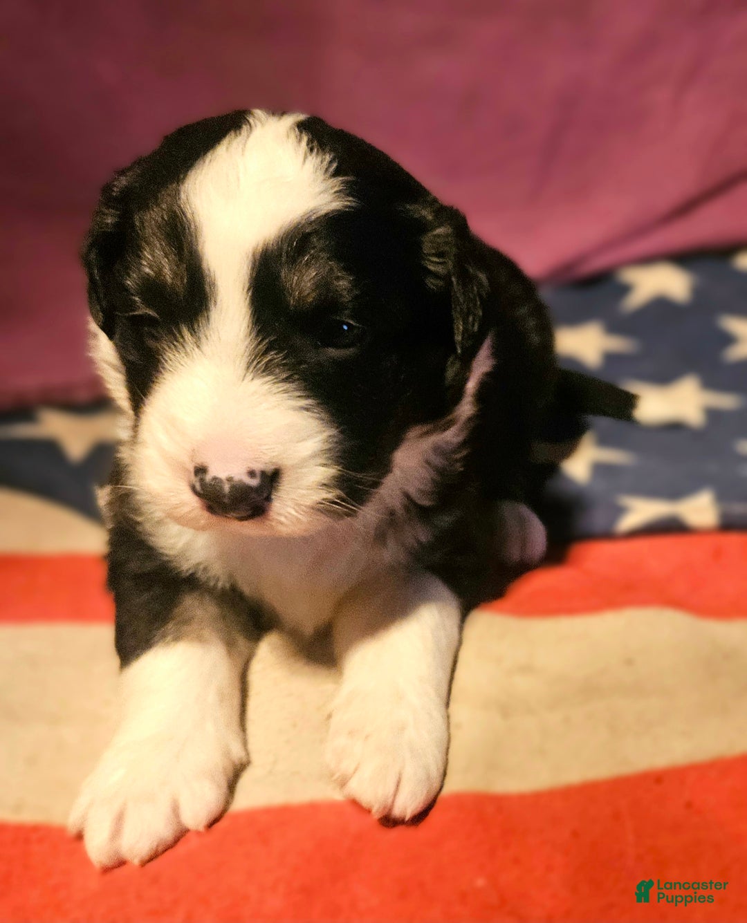 Border Collie dogs for sale: Elfrank - Ad 18
